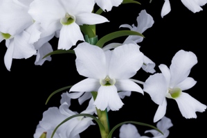 Dendrobium sanderae var. luzonicum Genevas White Diamond AM/AOS 82 pts.